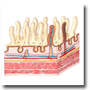 Corte Vellosidad Intestinal